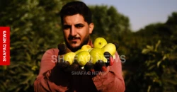 عقرة.. انتعاش في إنتاج التين ومطالب بتوسيع زراعته (صور)