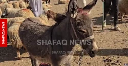 Kirkuk donkey price reaches about $300