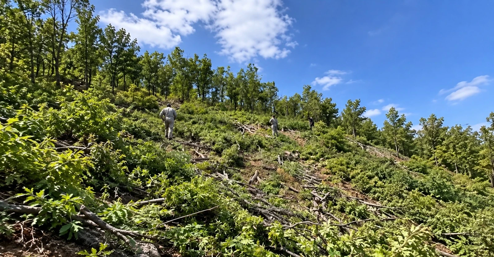 Duhok villagers report logging near Turkish military posts