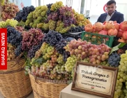 Duhok grape, honey festival doubles farmer participation