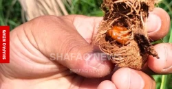 Red palm weevil threatens Iraq’s date groves
