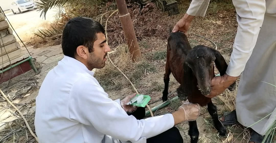 النجف تشدد الرقابة  على المواشي واللحوم تحسباً لانتقال أمراض وبائية من دول الجوار