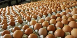 Iraq faces annual egg shortage of 3 billion
