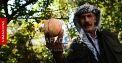 بعد سنوات الجفاف.. رمان "هيران" يغزو أسواق كوردستان (صور)