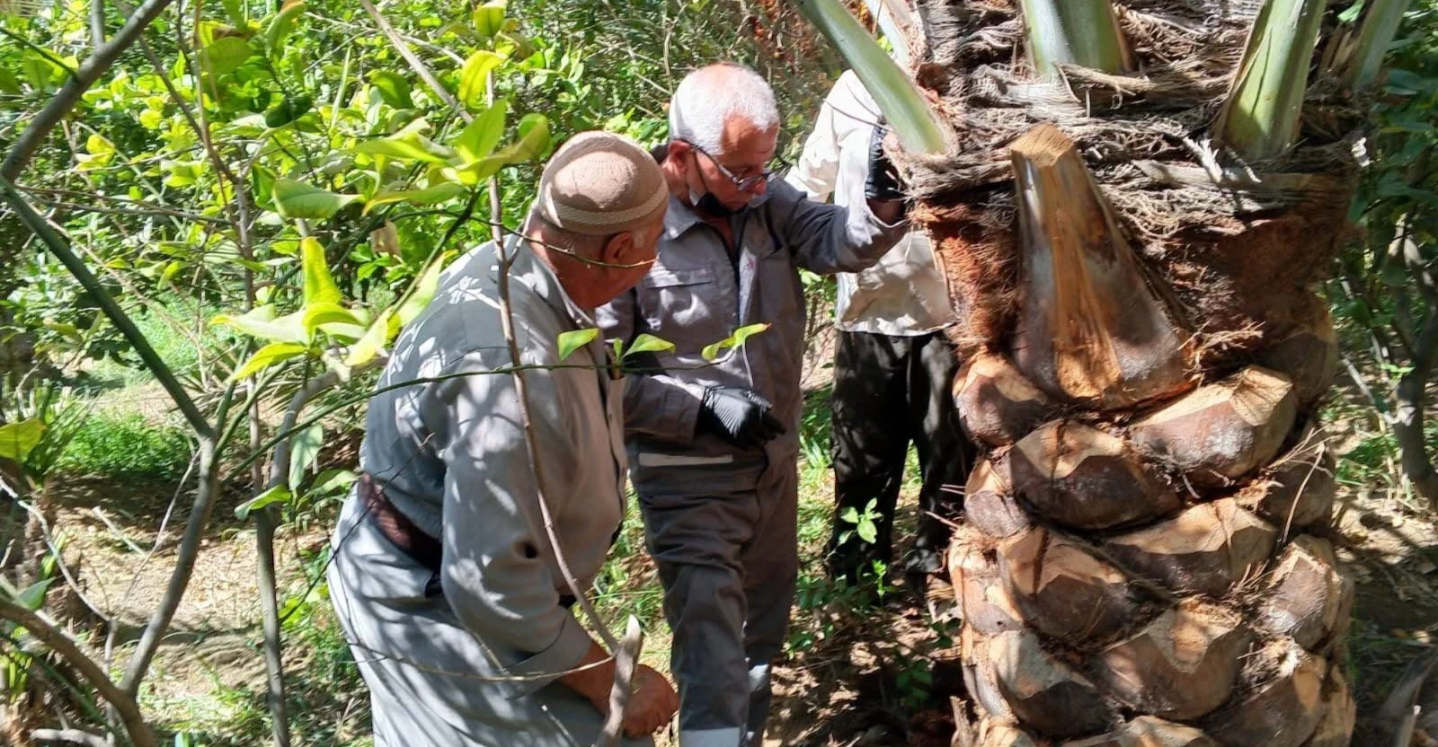Red palm weevil spreads across Iraq's Diyala