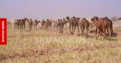 جمال النجف تهجر البادية.. الجفاف يدفع البدو الرحّل نحو القرى والأرياف (صور)