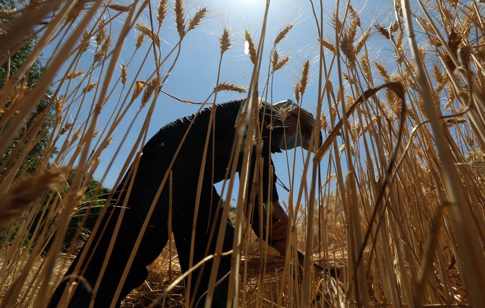 Iraq Wheat Farmers May Slash Plantings as Turks Fill New Dam