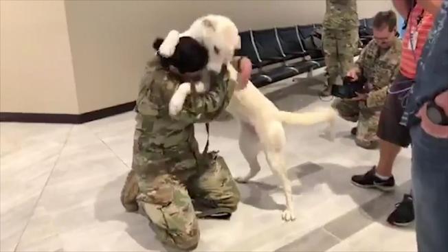 Soldier reunited with dog she rescued while deployed in Iraq