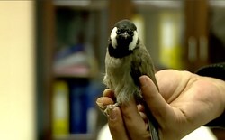 Bird hops a flight from Kurdistan to Austria 