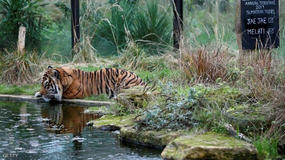 كورونا يوجه "ضربة مؤلمة" لأقدم حديقة حيوان بالعالم