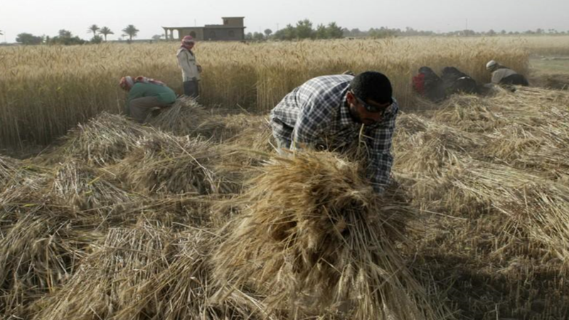 العراق يخصص مزيداً من الأرض لزراعة القمح