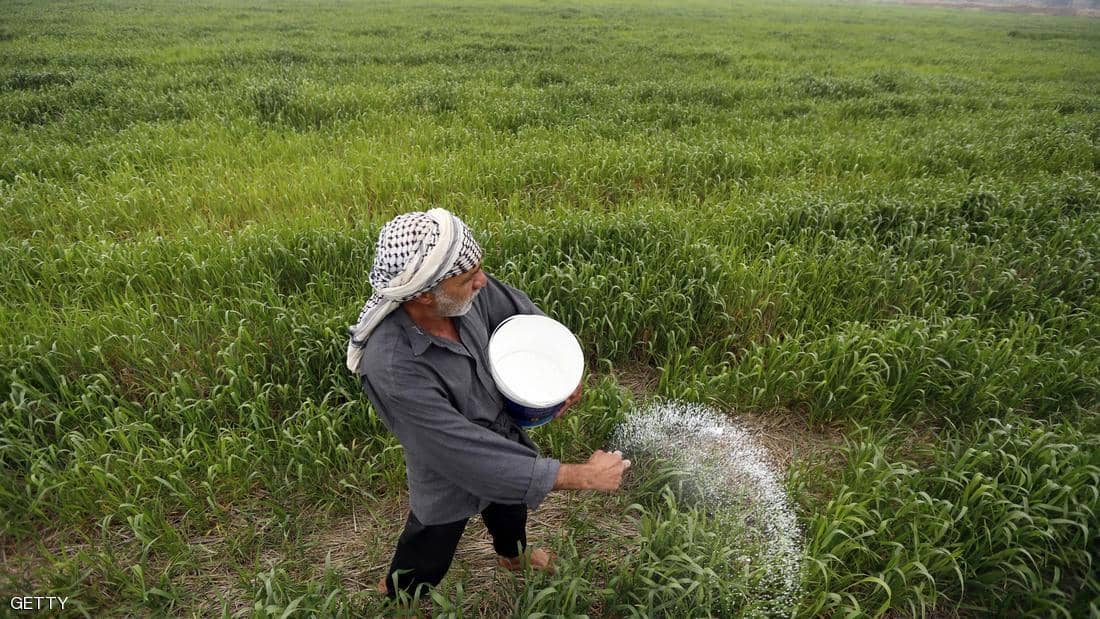 العراق يتوقع معدل انتاج للأرز هو الأكبر في 20 عاما