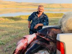 صور .. محافظة بكوردستان تضبط صيدا جائرا لأسماك عملاقة تقدر وزن الواحدة 60 كغم