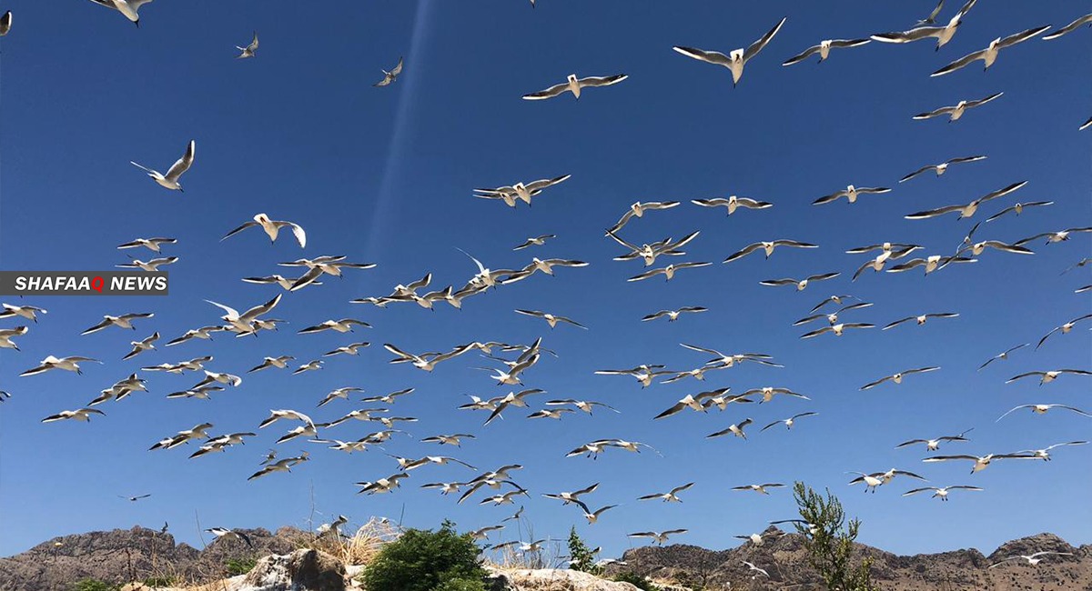 بالصور.. طيور النورس تضفي سحرها على بحيرة دوكان