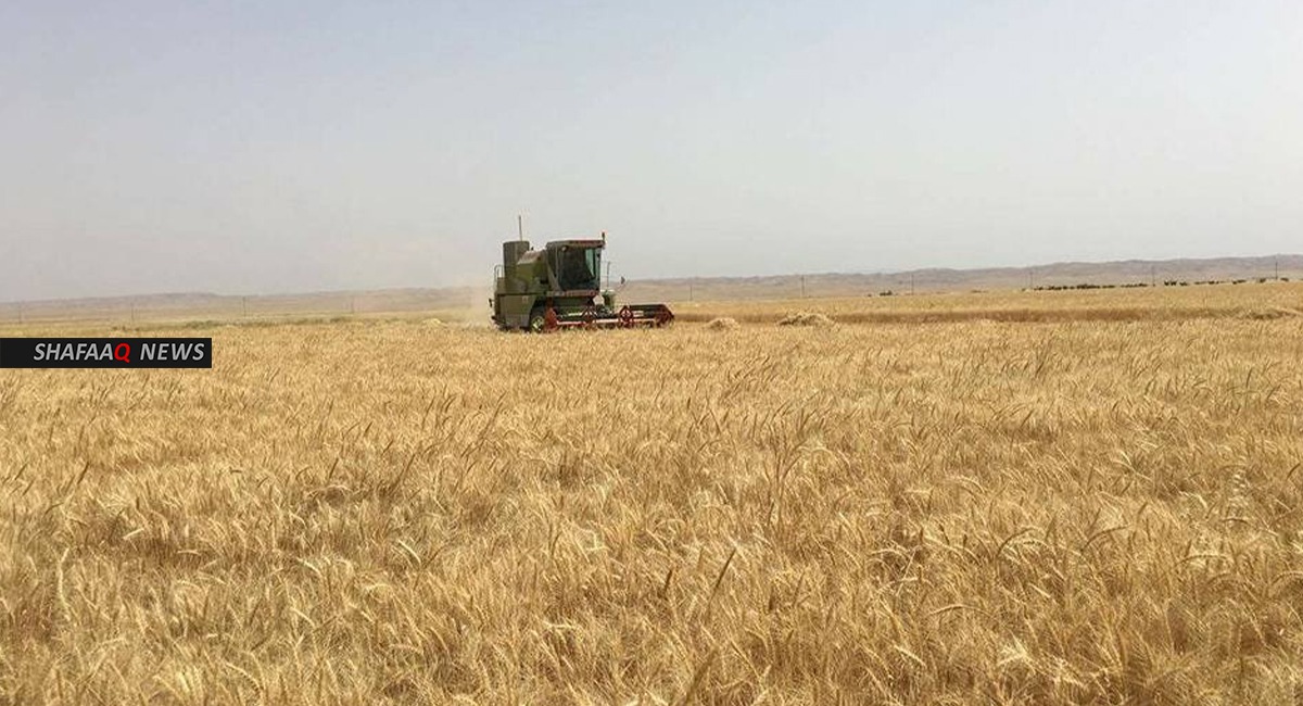 العراق يشتري أكثر من ثلاثة ملايين طن من القمح المحلي