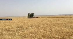 العراق يشتري أكثر من ثلاثة ملايين طن من القمح المحلي