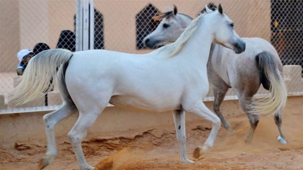 العراق يستورد خيولا عربية اصيلة من مصر