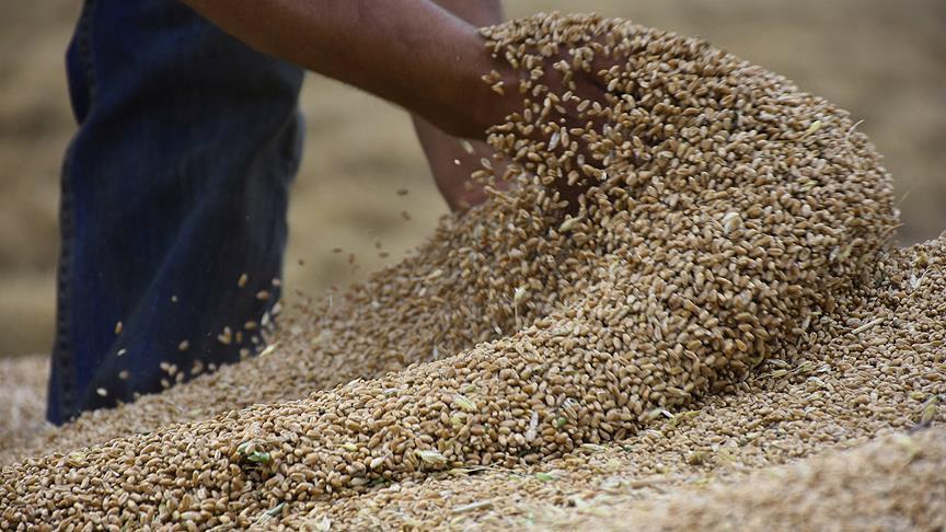 العراق يعلن الاكتفاء الذاتي من محصول القمح