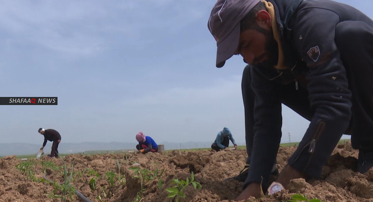 نحو 700 ألف دونم تخرج عن خطة البصرة الزراعية ومسؤول محلي: الأمور تبشر بخير