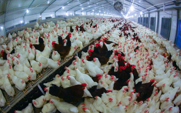 كوردستان تقرر السماح بتصدير الدجاج الى باقي المحافظات العراقية