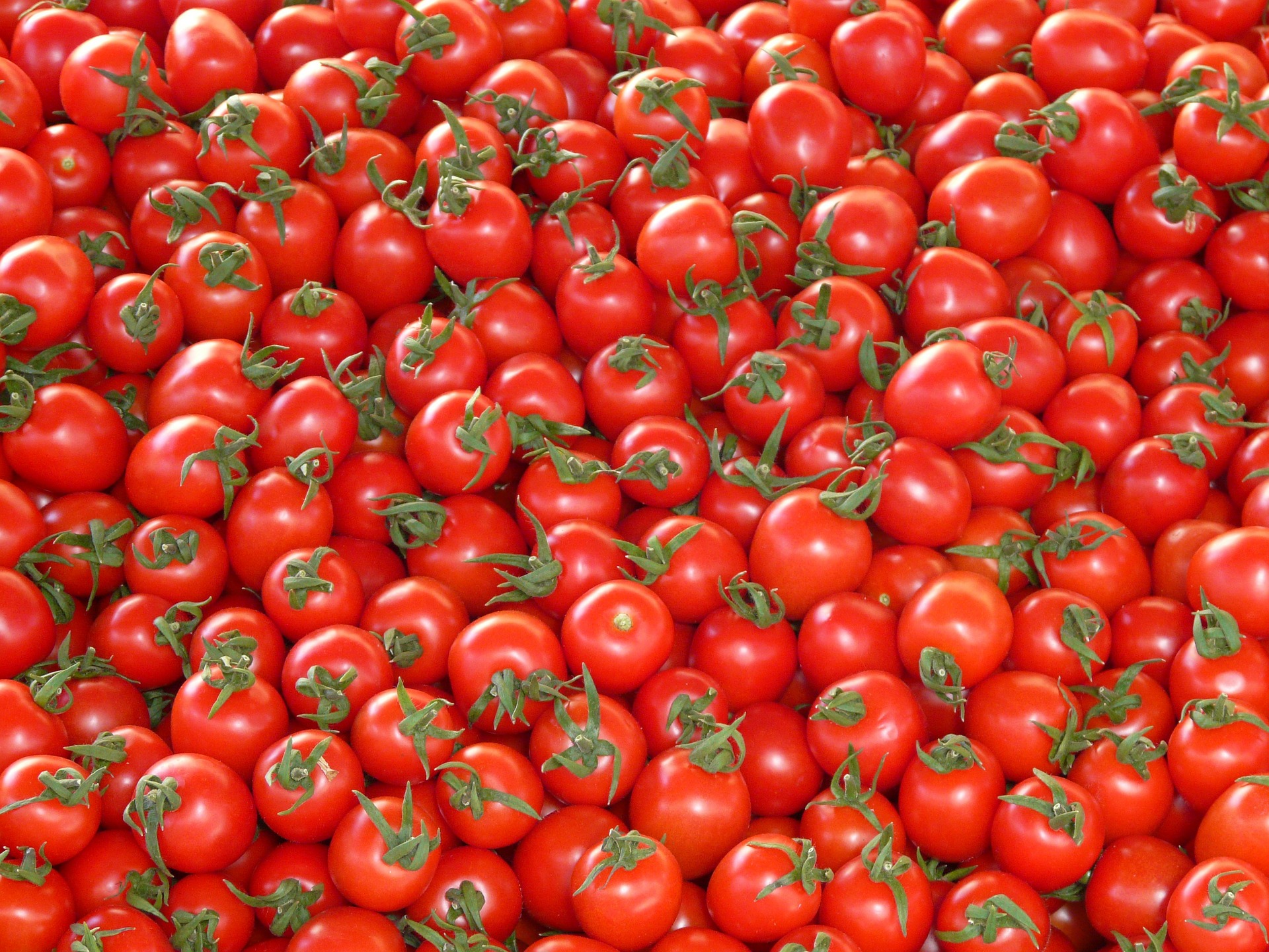 اقليم كوردستان يحظر استيراد محصول الطماطم