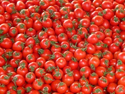 اقليم كوردستان يحظر استيراد محصول الطماطم