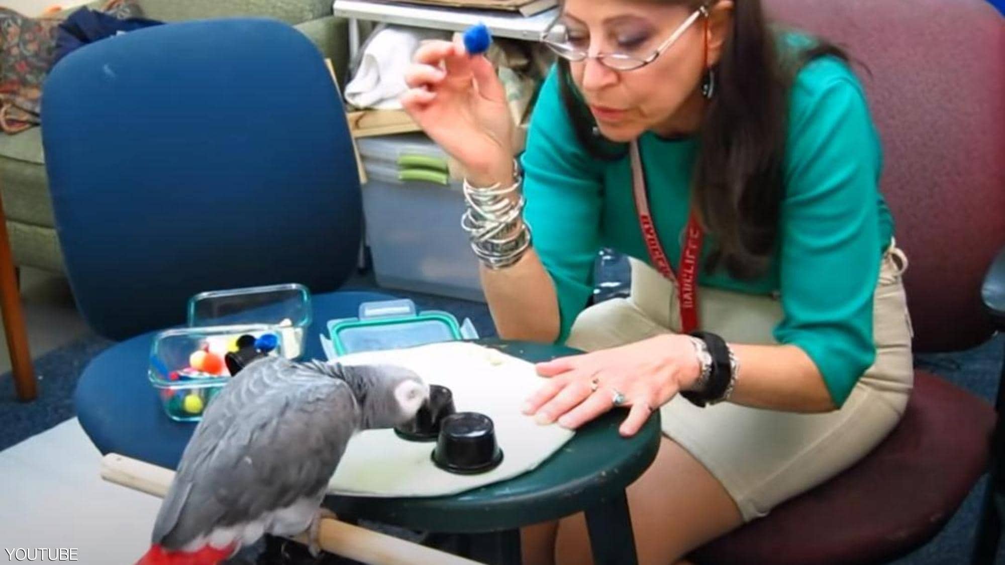 A parrot tops Harvard students