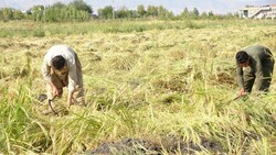 حكومة كوردستان تقرُّ بتأثير الحظر على الحقول والمحاصيل الزراعية