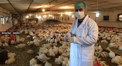 محافظة عراقية تمنع مرور منتجات الدواجن عبرها بعد تفشي انفلونزا الطيور