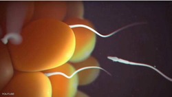 علماء يكتشفون سر تحديد جنس الجنين في السائل المنوي لأول مرة