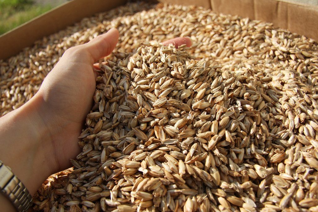 الزراعة النيابية: اختفاء الحنطة من سايلو النجف سرقة لم تحدث مثلها بتاريخ العراق