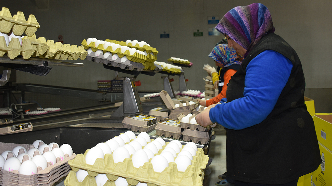 العراق يحدد سعر طبقة البيض في زمن كورونا