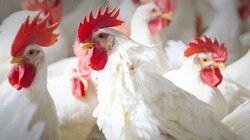 Kurdistan Ministry of Agriculture takes measures to prevent the arrival of corona