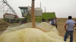 التجارة العراقية تبدأ بحملة تسويق الحنطة في اقليم كوردستان