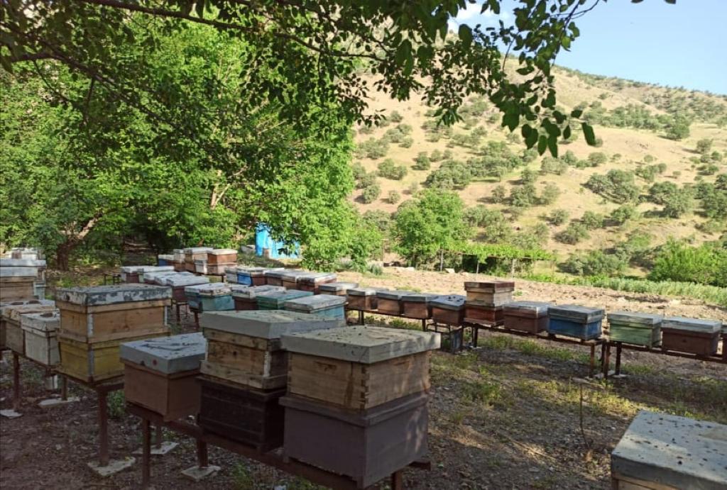الزراعة الكوردستانية تهنئ النحالين وتعلن إنتاج 850 طن عسل سنوياً