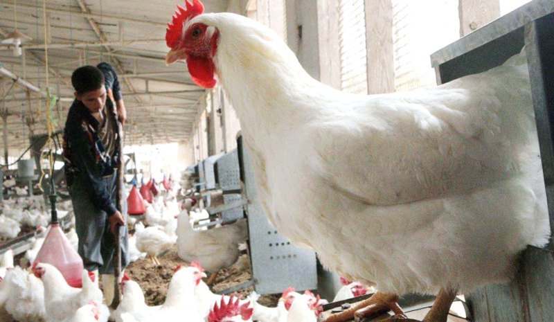إصابة انفلونزا تتسبب بإعدام 65 ألف دجاجة في نينوى