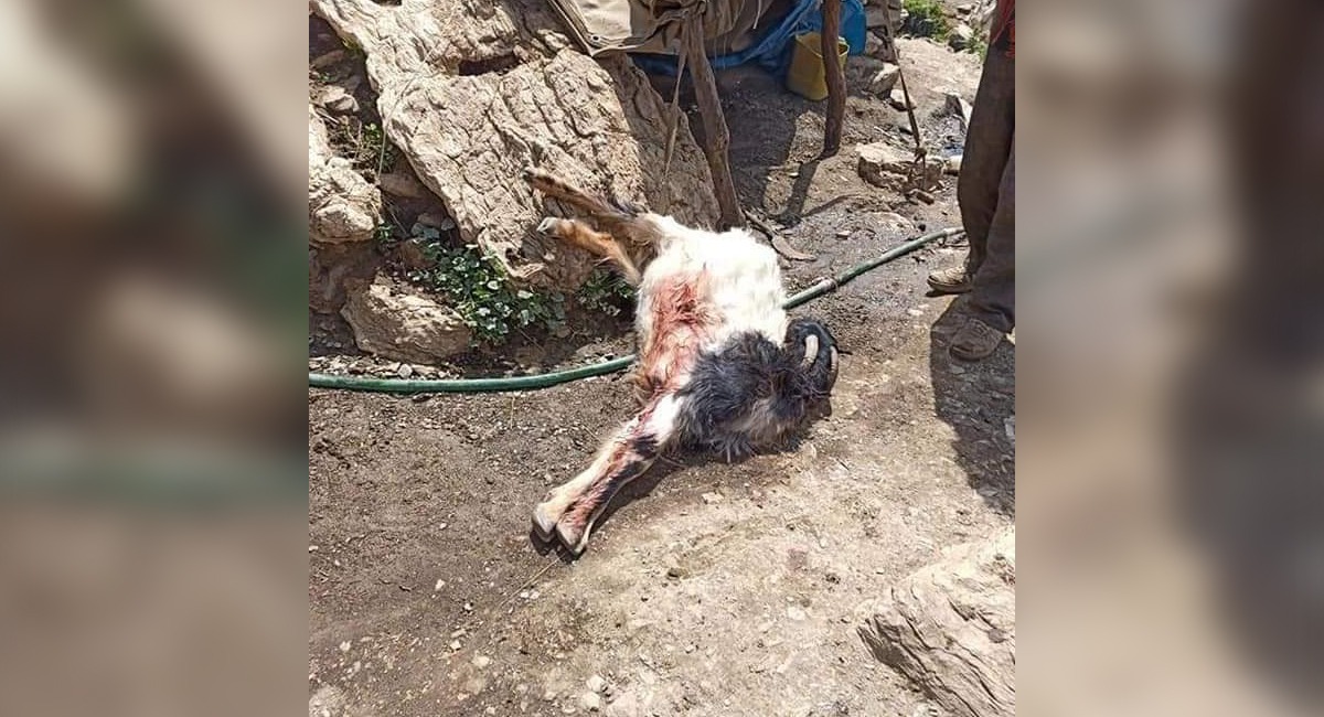 Iranian forces attack a shepherd at border areas