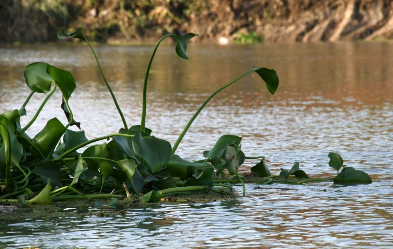 نبتة "زهرة النيل" تجفف أنهار العراق وتقتل ثروته السمكية