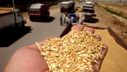 التجارة تعلن ارتفاع معدل تسويق الحنطة في الموصل لأكثر من نصف مليون طن