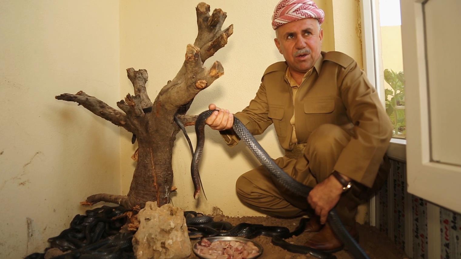 منذ اكثر من 3 عقود .. رجل من اقليم كوردستان يحول منزله موطنا لعشرات الأفاعي