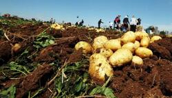 العراق يمنع استيراد البطاطا ليرتفع عديد الوفرة المحلية لـ23 محصولا ومنتجا