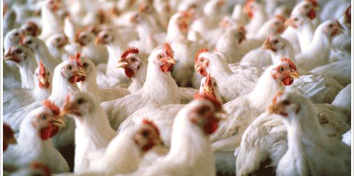 الزراعة العراقية: ارتفاع انتاج الدجاج والبيض بشكل كبير بعد منع الاستيراد