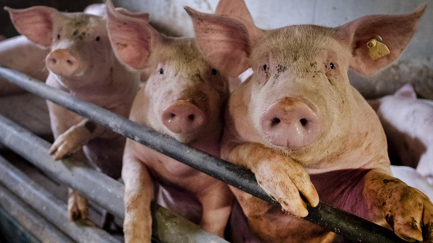 ظهور فيروس جديد من مسلخ للخنازير في الصين