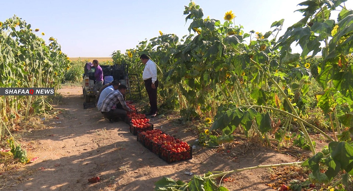 صور من دهوك.. مؤسسة بارزاني الخيرية تسهم في حل ازمة "الطماطم"