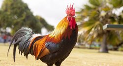 محكمة سويسرية تمنع ديكا من الصياح ليلا