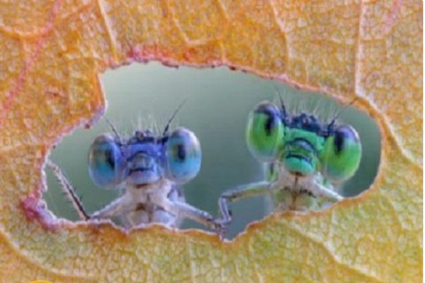 هذه الحشرات تعيش على وجهك دون علمك