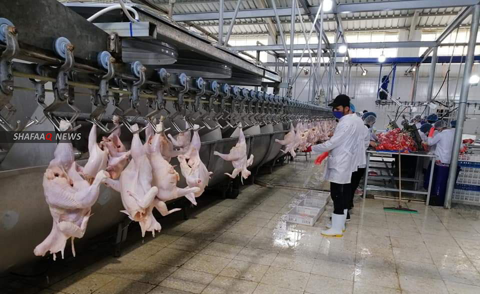 دهوك تصدر قرارات تخص أصحاب حقول الدواجن ومحال بيع لحوم الدجاج