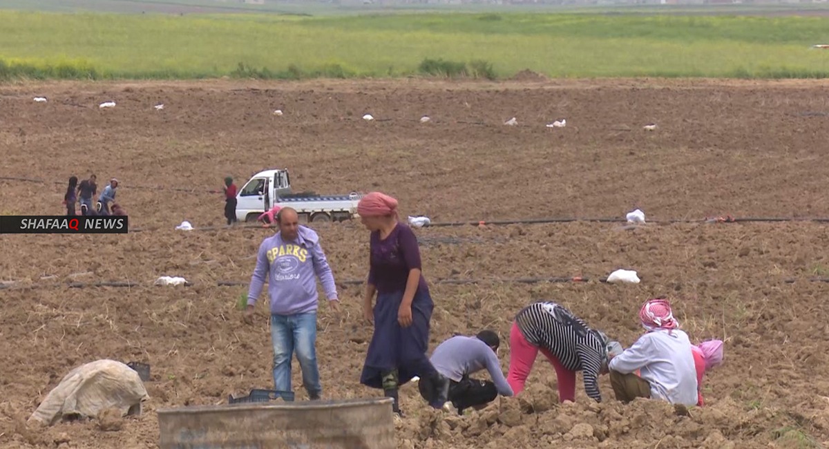 الزراعة الكوردستانية تعلن إبرام عقود لتسويق منتج البطاطا المحلي